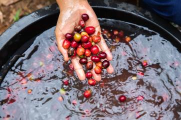 A hand washing coffee berries in water.