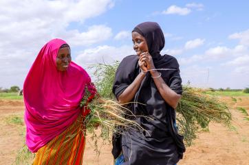 Two people in northeast kenya walk together with harvested crops.