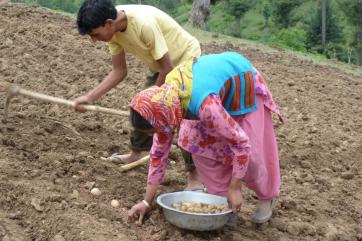 Two farmers, one working the soil with a hoe and the other stooped to plant potato seed