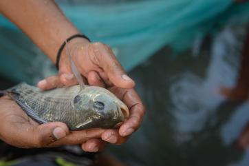 Hands hold a tilapia fish in timor leste