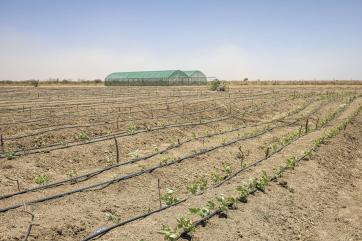 A greenhouse sat the edge of a rows of crops in a field rigged with an irrigation system.