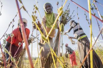 Ugandan farmers harvesting sesame.