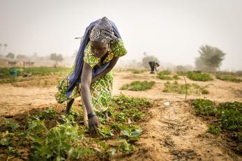 A woman tends a village garden in niger