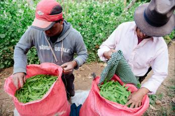 Farmers with bags of peas