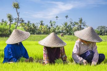 three Indonesians working in rice field